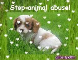  Stop Animal Abuse