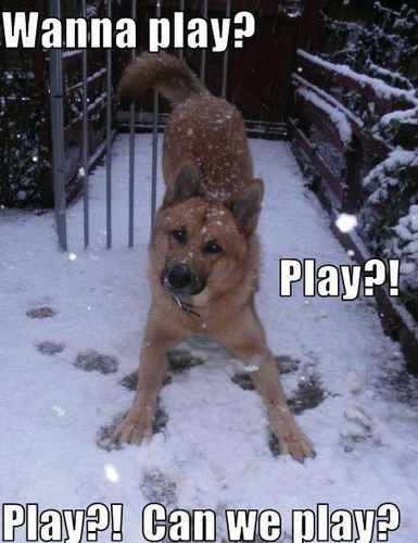  Wanna play? Play?! Play?! Can we play?