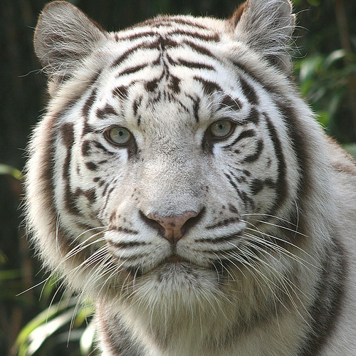  White tigri