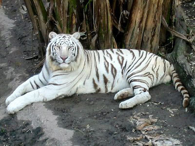  White tigres