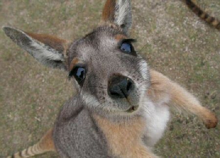  baby kangaroo, kangaruu