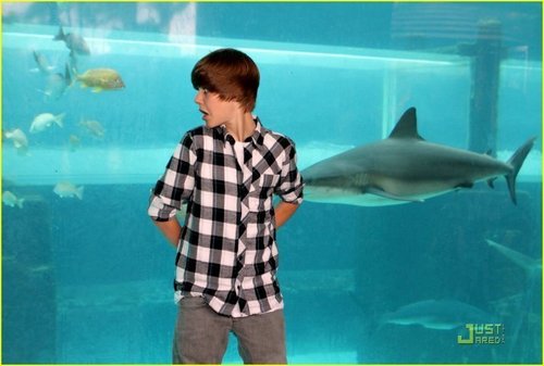  he sould be looking the other way at the shark! :D (check it out)
