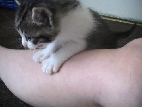  my kitty, Skitter Mc Kitter