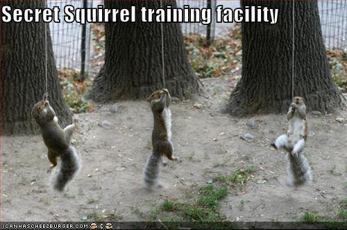  squirrels i tell wewe