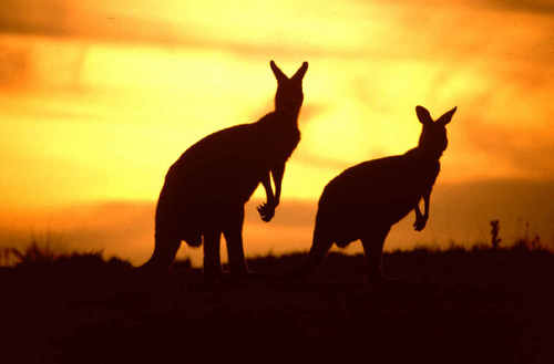  sunset and Kangaroos
