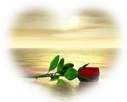  Beautiful Rose :)