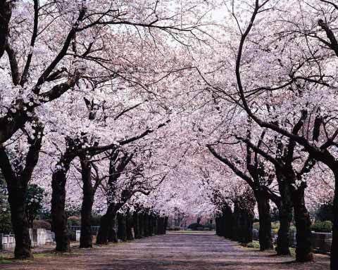  樱桃 树