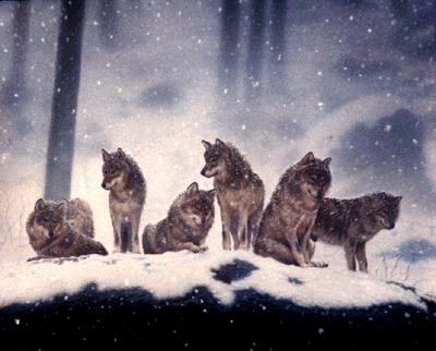  loup Pack