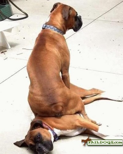  Funny cachorros :)
