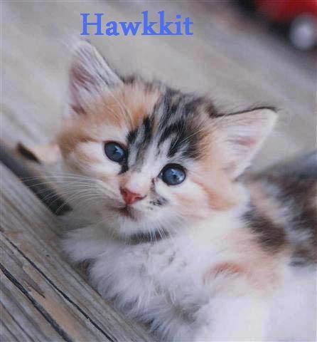 Hawktail as a kit