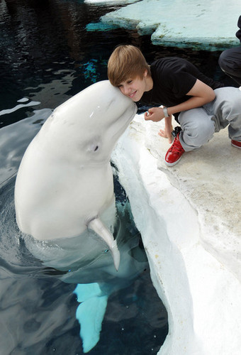  Justin Bieber and dolfijn