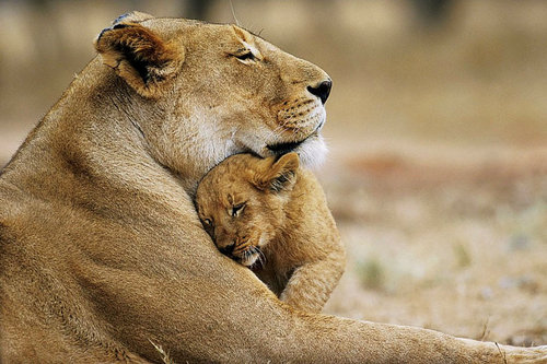  Lion 사랑