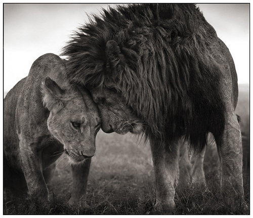  Lion amor