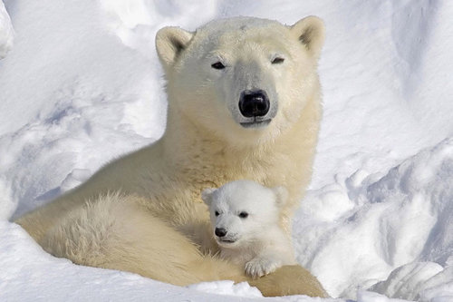  Mommy and Cub
