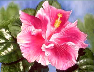  merah jambu Hibiscus