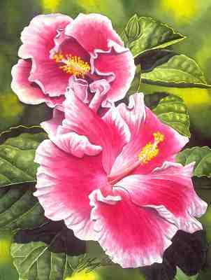  розовый Hibiscus