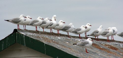Seaguls on roof