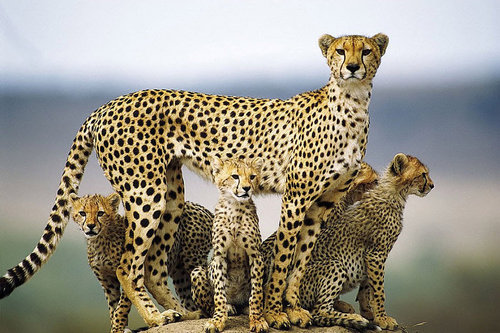  cheetah family