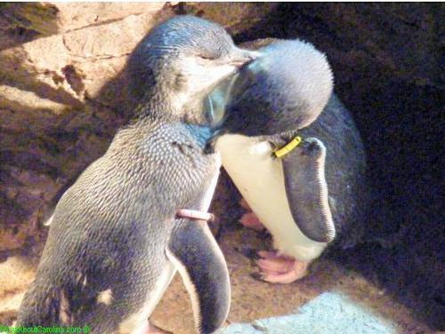  Cute and cuddly little penguins