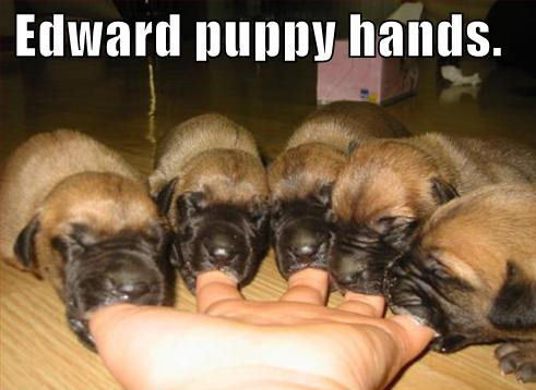  Edward anjing, anak anjing Hands :)
