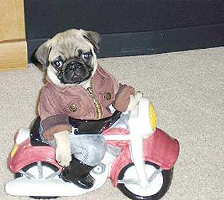  PUGS ARE FUNNY