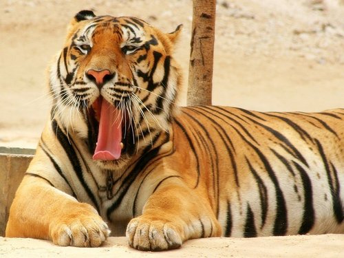  Tiger Yawn