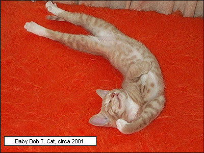  baby-bob jeruk, orange cat