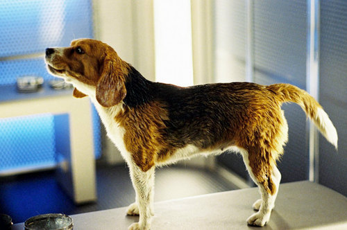 Porthos the Beagle