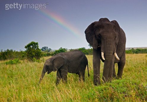 rainbow elephant