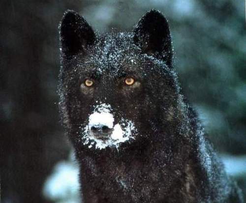 Black wolf (Starcrest father)