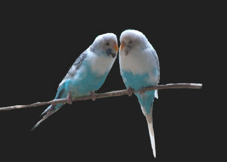  Lovebirds For Peter And Susie,Animated <3