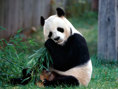 Sweet Panda