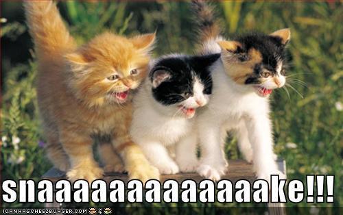  funny kitten pictures