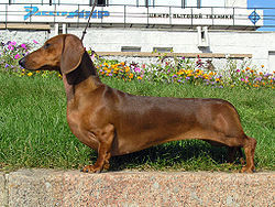  A short-haired standard dachshund