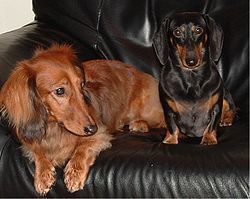  A standard long-haired dachshund (left) and miniature short-haired dachshund (right)
