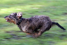  A wire-haired dachshund running