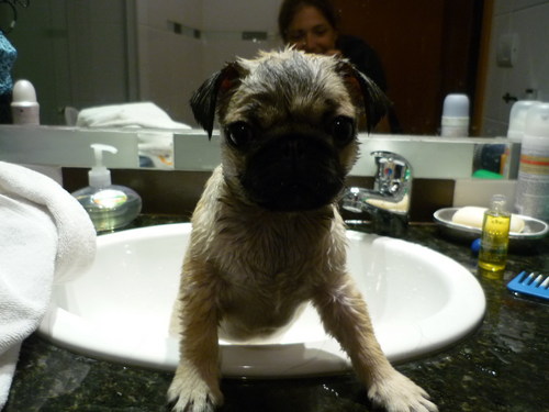  Franklin during his first bath