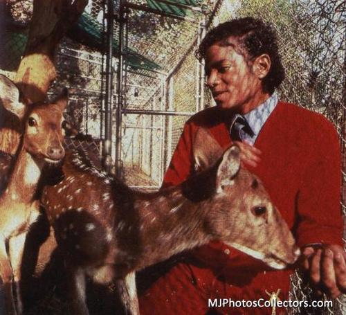  MJ with pets
