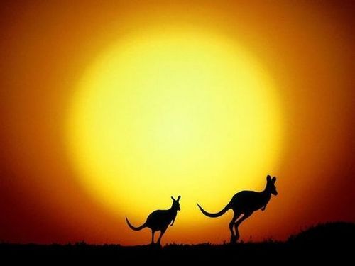 two kangaroos