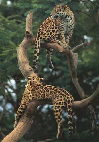  animali of the Rainforest
