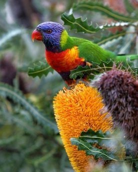  God's beautifully colored bird