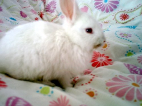  this is one of my best friend! (2) my Rabbit =)