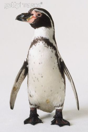  Popero The penguin, auk