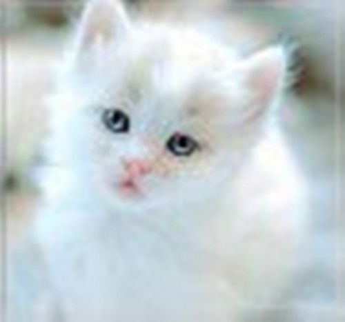  Precious White Kitten
