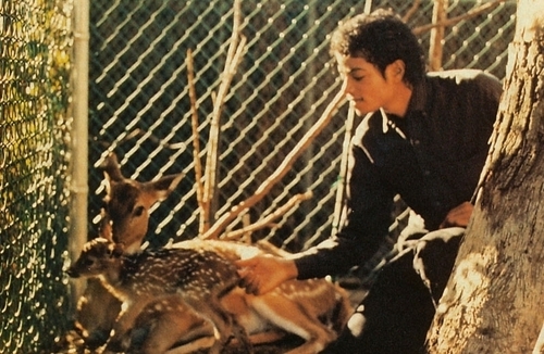  MJ's pets