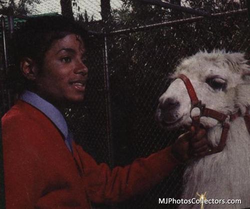  MJ's pets