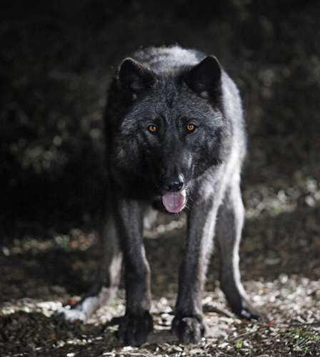 TrueBlood Season 3 Werewolf
