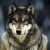 Wolves are so beautiful