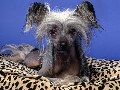  Chinese Crested !