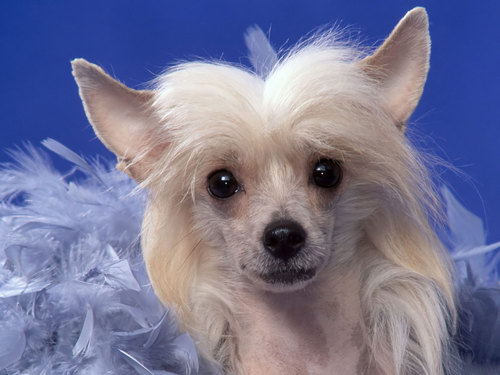  Chinese Crested !